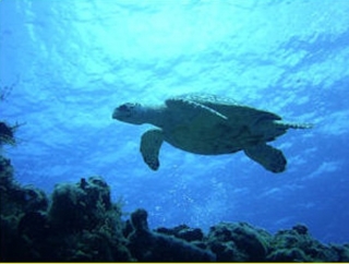  Plongée avec tuba à Cozumel